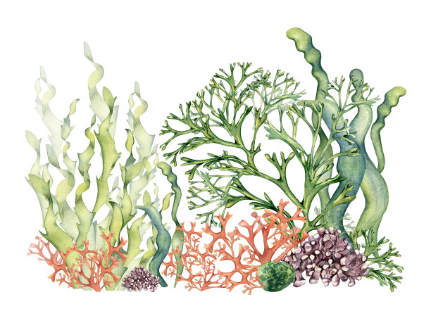组成的彩色海洋植物水彩插图孤立在白色。图片下载