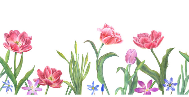 花无缝水平边界与粉红色的郁金香，水仙花，番红花，在白色背景孤立的花柱。春季插图织物，纺织品，包装，横幅，封面，印刷品，壁纸图片下载