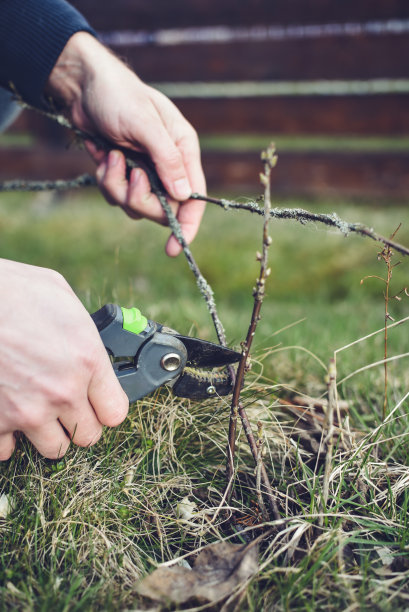 在早春修剪花园里的越橘丛图片下载