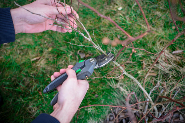 在早春修剪花园里的越橘丛图片下载