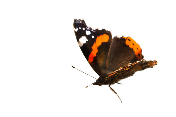 海军上将蝴蝶裁剪为进一步处理，以组成。色彩斑斓的精致的图片下载