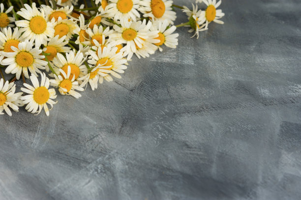 雏菊平面布局灰色背景图片下载