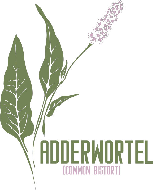 Adderwortel花和叶在彩色绘图矢量插图图片下载