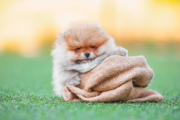 红毛博美小狗坐在人造草坪上的袋子里图片下载