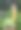 热带园林花盆中青藓植物与大戟仙人掌。图片下载