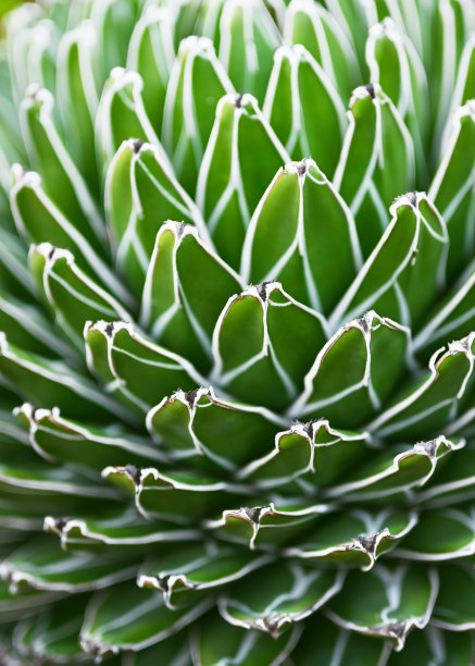 维多利亚女王世纪龙舌兰植物的自然抽象图案背景，以其雕刻几何叶片上的白色条纹而闻名。图片下载