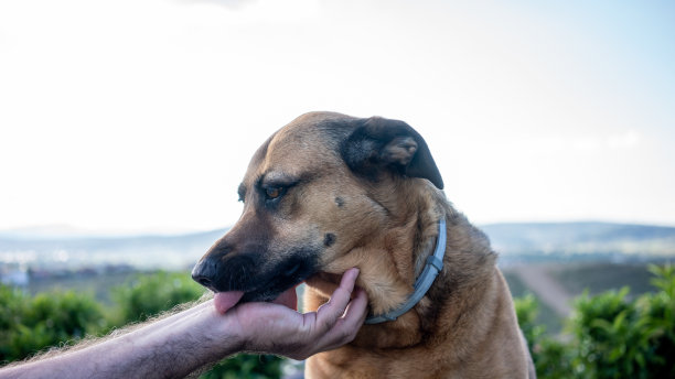 狗在舔着男人的手，宠物还在横向收养图片下载
