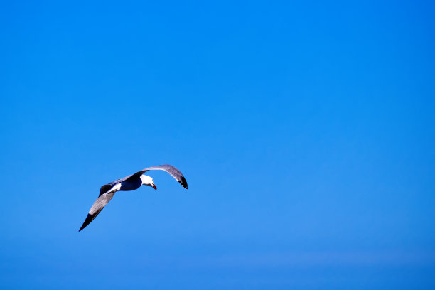 海鸥在深蓝色的天空中飞翔图片下载