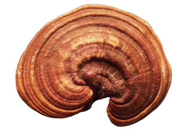 灵芝,蘑菇图片下载