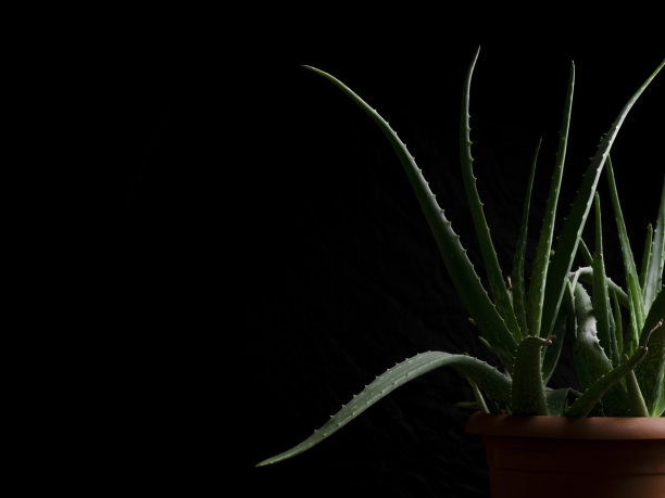 工作室里美丽的绿色植物图片下载