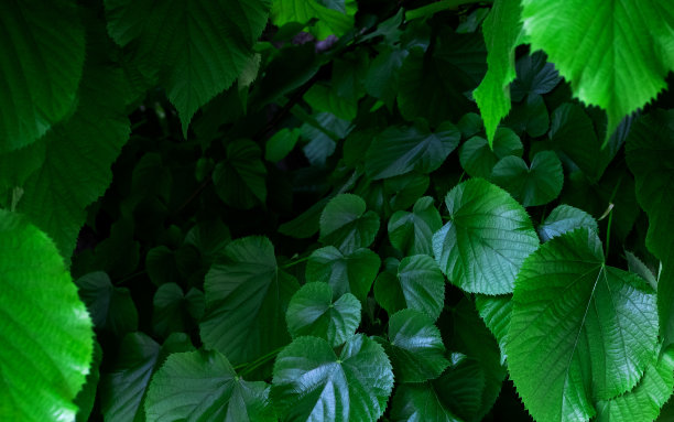 菩提树清新的绿叶在阳光下闪闪发光。图片下载