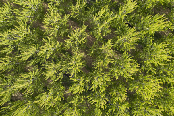 春天杨树林的航拍照片图片下载