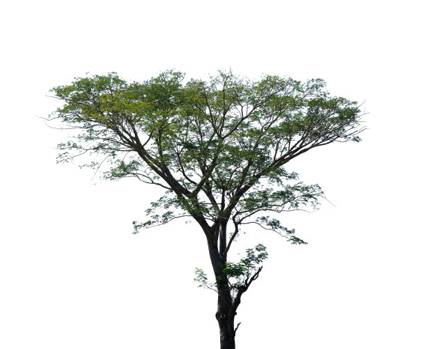 设计元素的单树隔离图片下载