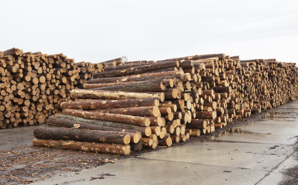 木工厂里的原木。天然木材加工业。木材和原木的销售。图片下载