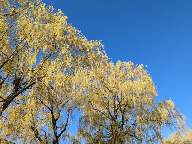 春天一棵树的风景。这张照片摄于2023年4月的多伦多约克大学。图片下载