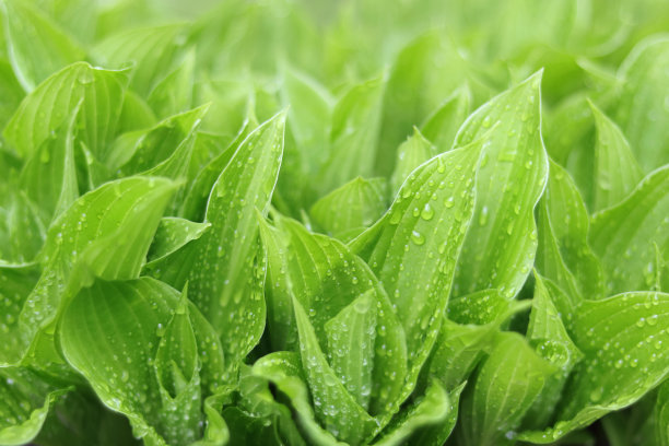 美丽清新的绿色玉簪叶。雨滴落在树叶上。水滴。春天里嫩绿的叶子。春天的背景。模糊的自然绿色背景。摘要绿色背景。生态图片下载