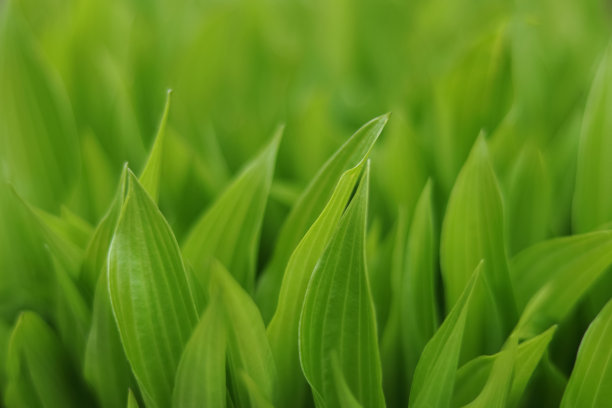 美丽清新的绿色玉簪叶。雨滴落在树叶上。水滴。春天里嫩绿的叶子。春天的背景。模糊的自然绿色背景。摘要绿色背景。生态图片下载