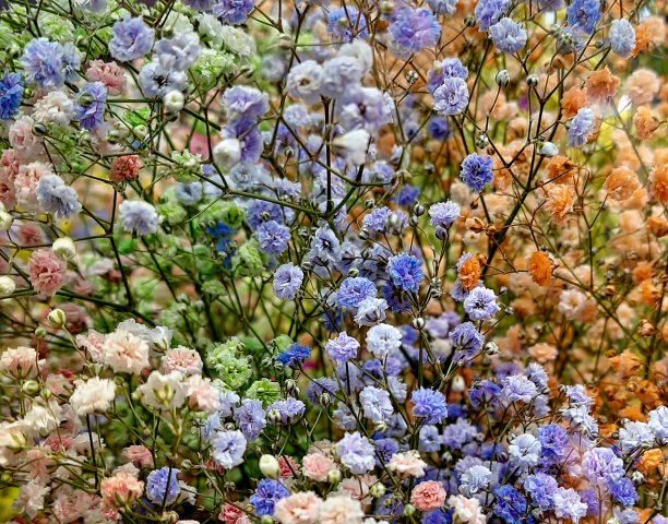 不同的花朵作为艺术家的背景图片下载