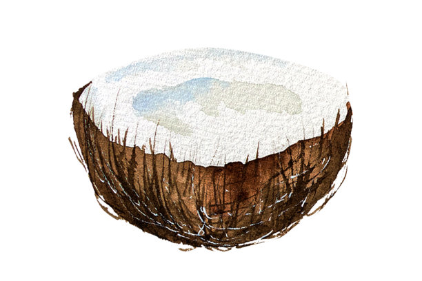 椰子的水彩插图。椰果，椰片水彩画。椰子图分离图片下载