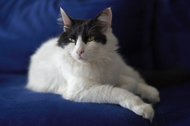 黑猫和白猫在休息图片下载