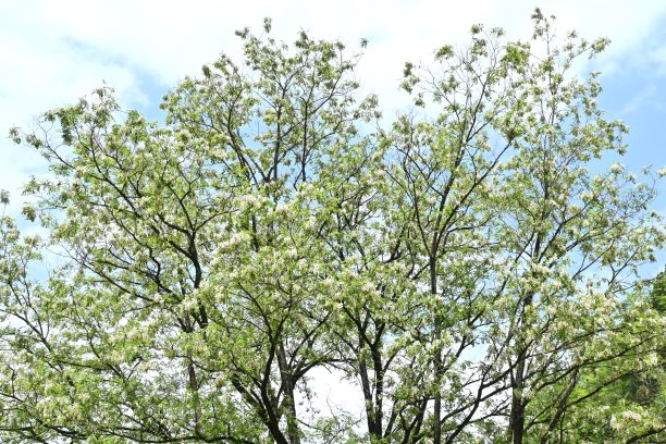 刺槐(Robinia pseudoacacia)花。图片下载