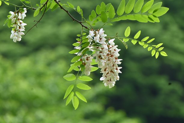 刺槐(Robinia pseudoacacia)花。图片下载