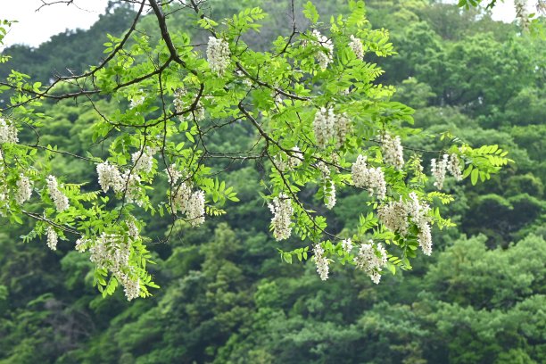 刺槐(Robinia pseudoacacia)花。图片下载
