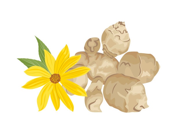 耶路撒冷洋蓟和黄花孤立在白色背景上。矢量卡通插图的topinambur。图片下载