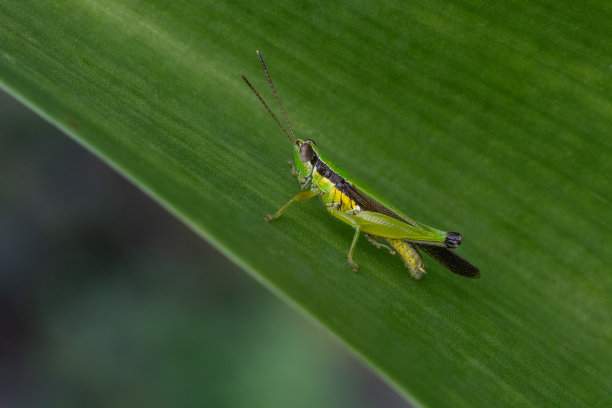 短角蚱蜢，蝗科，直翅目，细翅目。图片下载