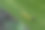 短角蚱蜢，蝗科，直翅目，细翅目。图片下载