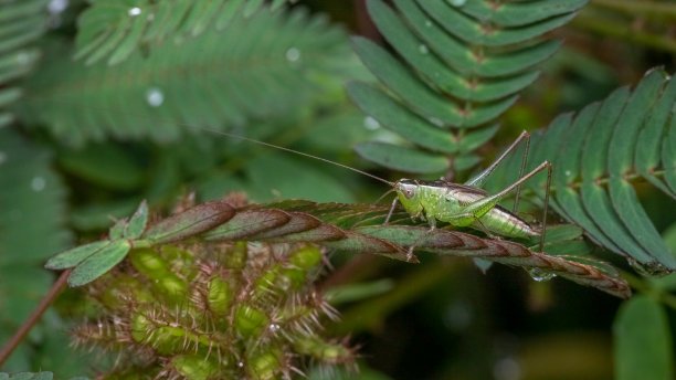 短翅草地蝈蝈(Conocephalus brevipennis)，短翅蚱蜢。图片下载