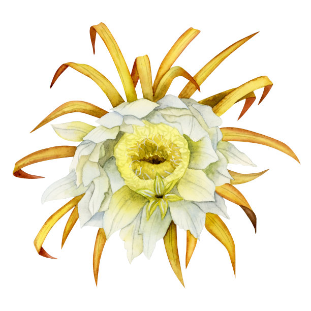 水彩龙果花卉植物插图。火龙果，火龙果剪贴画，异国情调的仙人掌盛开图片下载