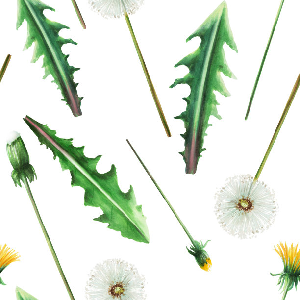 水彩无缝图案蒲公英花和绿叶。手绘剪贴画植物草地插图在一个白色孤立的背景。适合设计师，装饰，明信片，包装纸，剪贴簿，封面，请柬，婚礼设计图片下载