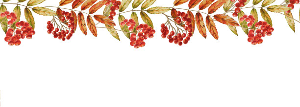 秋季水彩隔离无缝边界玫瑰色白色背景。季节性的秋季元素。感恩节，万圣节的设计师插图，婚礼，剪贴簿图片下载