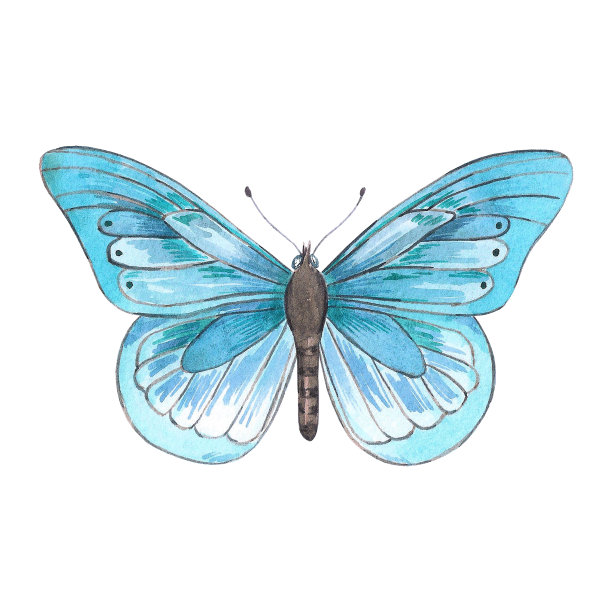 手绘水彩蓝色蝴蝶在白色的背景。可用于剪贴簿，明信片，纺织品，邀请函，相册。图片下载