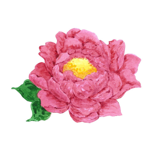 手绘水彩画品红色牡丹花。孤立在白色背景上。剪贴簿，明信片，横幅，标签，海报。图片下载