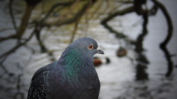 伦敦的鸽子图片下载