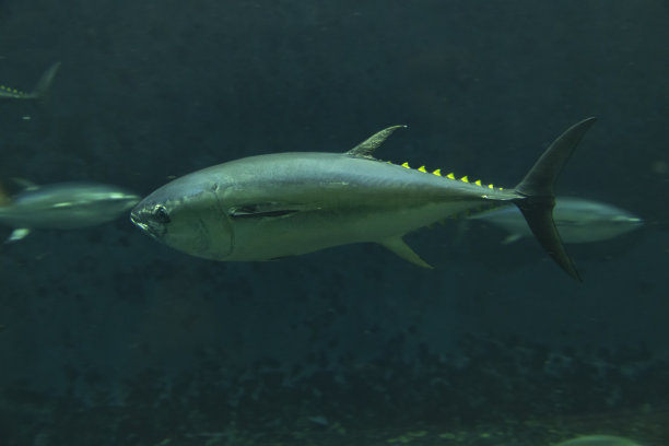 游泳金枪鱼图片下载