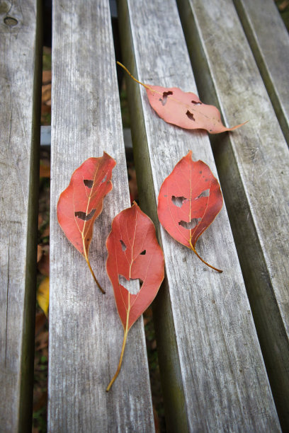 一种落叶怪，叶子被剪成脸的形状。图片下载