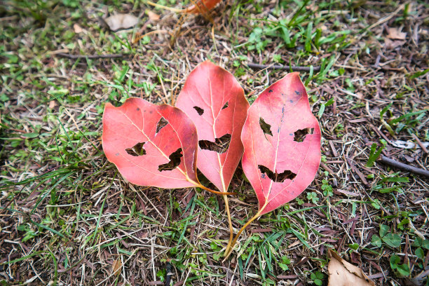 一种落叶怪，叶子被剪成脸的形状。图片下载