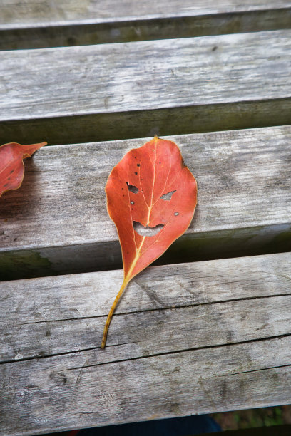 一种落叶怪，叶子被剪成脸的形状。图片下载