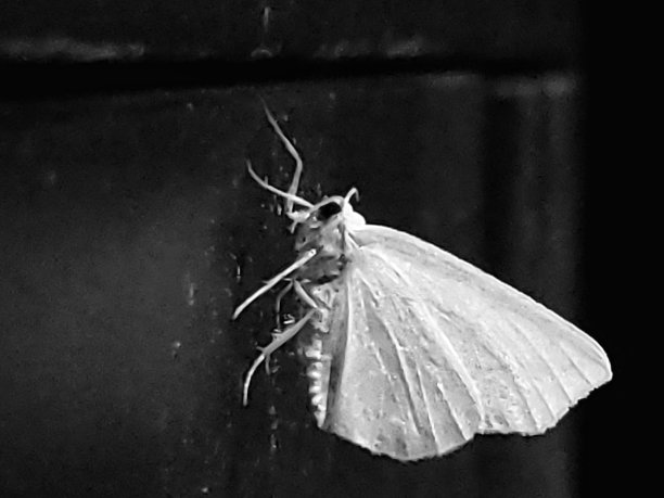 夜间白春蛾;自然的黑白图片下载