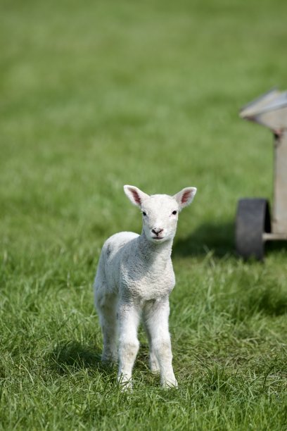 春天的羔羊。图片下载
