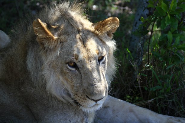 一只小狮子在灌木丛中睡觉的特写图片下载