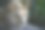 一只小狮子在灌木丛中睡觉的特写图片下载