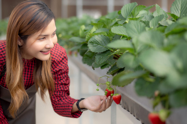 肖像企业家美丽年轻的亚洲女子在农场温室里用幸福检查和栽培草莓，女性收获草莓和农业，一人，小企业的理念。图片下载