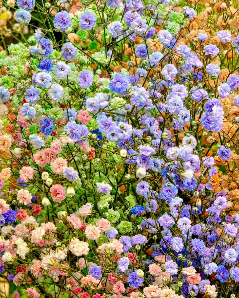 为艺术家做背景的彩色小花图片下载