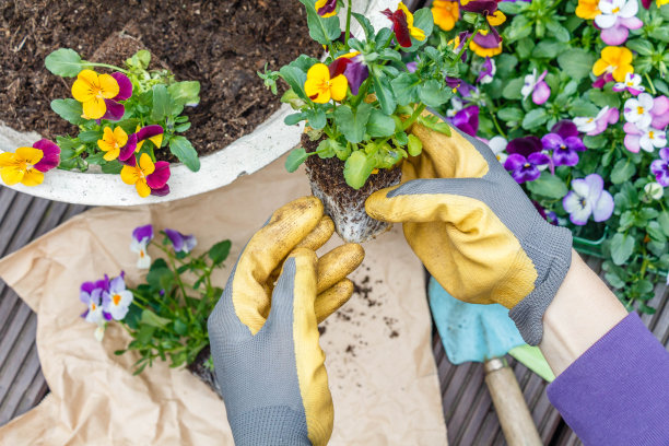 在移植过程中，戴着园艺手套的手拿着三色堇的幼苗的特写图片下载