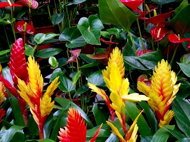 为艺术家做背景的彩色小花图片下载