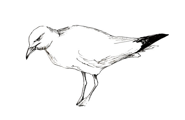 海鸥鸟动物素描图片下载